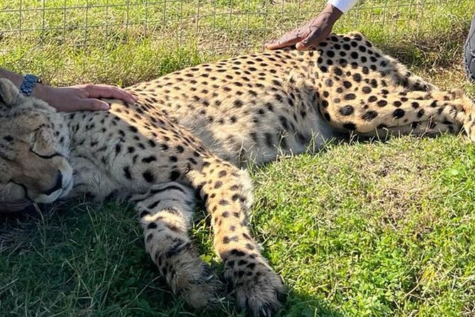 Cape Town Giraffe House, Cheetah Encounter and Wine Tasting Tour - Tasting Stellenbosch wine after the animal encounters