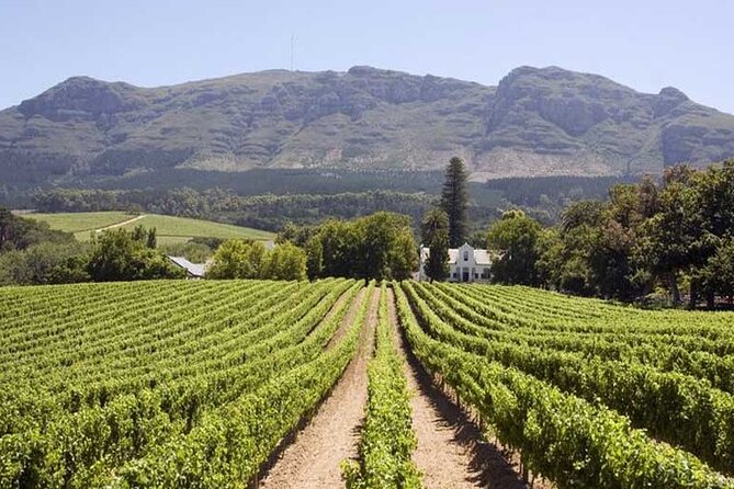 Cape Town Giraffe House, Cheetah Encounter and Wine Tasting Tour - What the drive adds to the experience