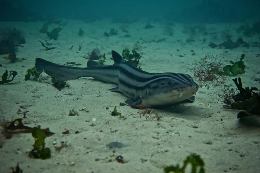 Cape Town: Great African Sea Forest Guided Snorkel - What makes this snorkel special
