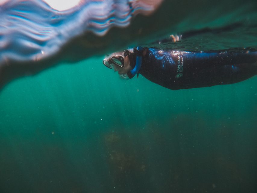 Cape Town: Great African Sea Forest Guided Snorkel - Who should book this experience?