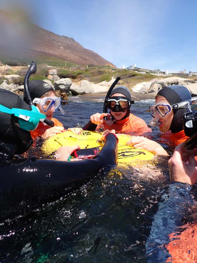 Cape Town: Great African Sea Forest Guided Snorkel - Entering the Great African Sea Forest
