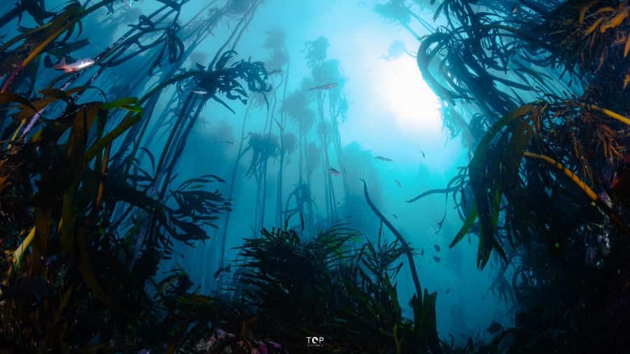Cape Town: Great African Sea Forest Guided Snorkel - Sea urchins, octopus, and shysharks