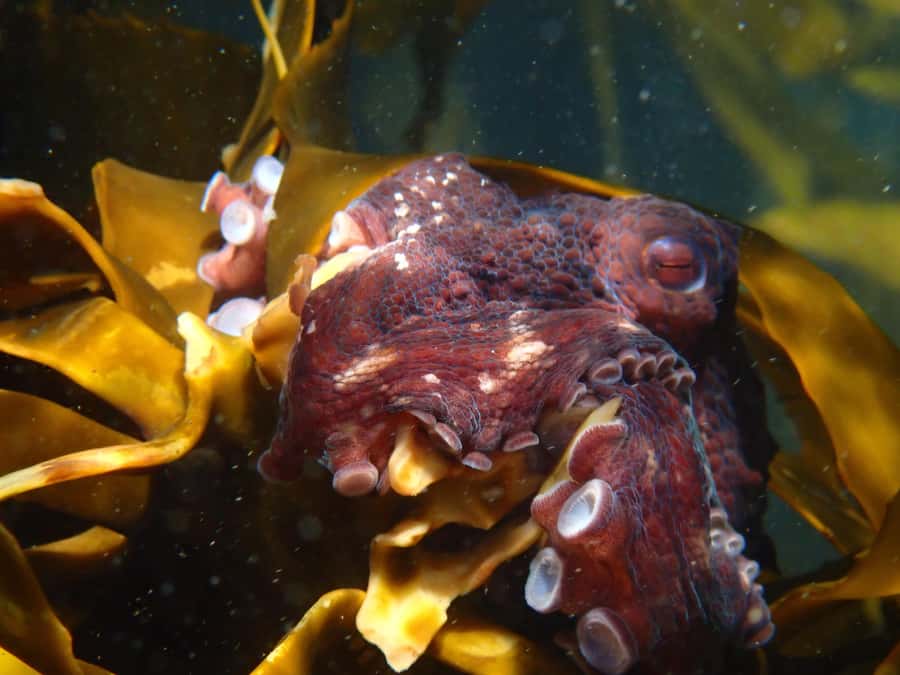 Cape Town: Great African Sea Forest Guided Snorkel - Taking part in shark research