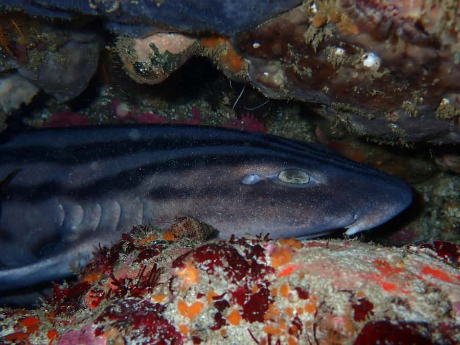 Cape Town: Great African Sea Forest Guided Snorkel - The difference a small group makes