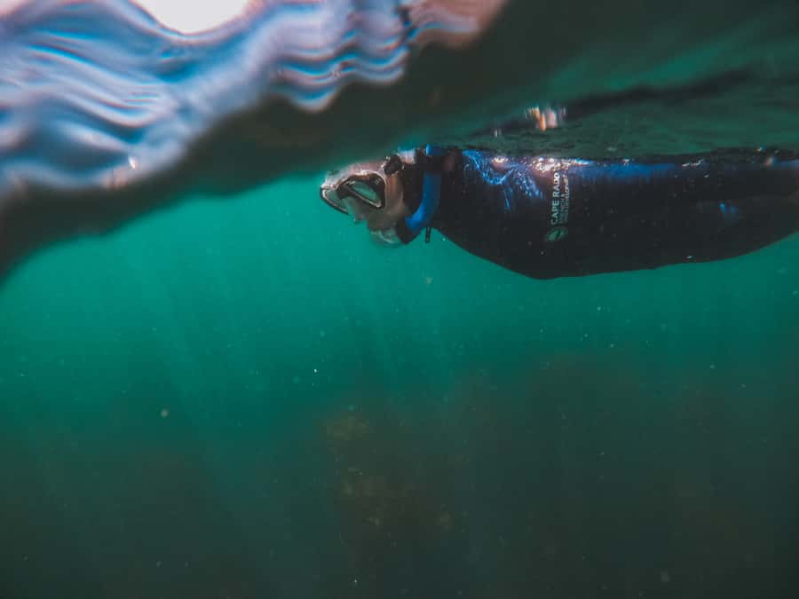 Cape Town: Great African Sea Forest Guided Snorkel - Photos, safety, and the ride to the shore