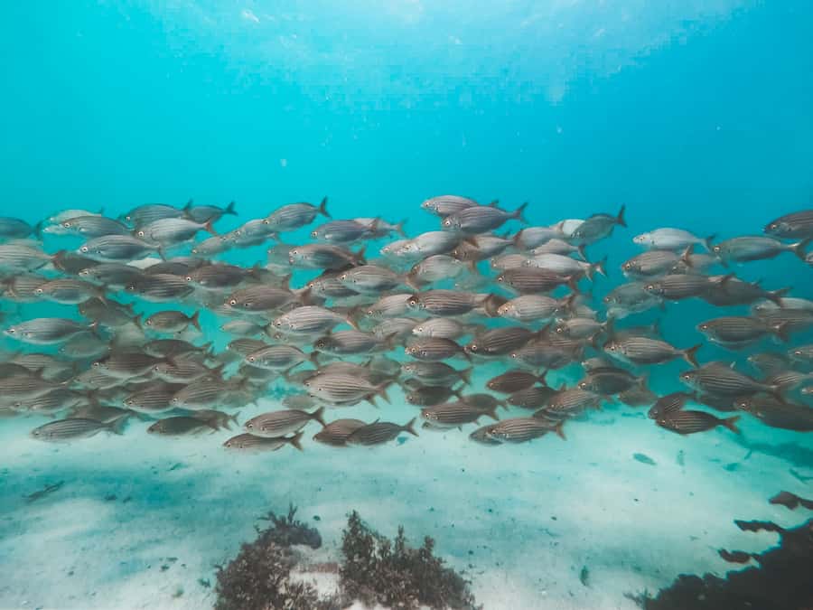 Cape Town: Great African Sea Forest Guided Snorkel - Is $74 good value for two hours?
