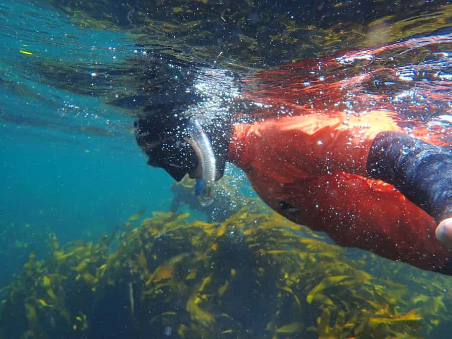 Cape Town: Great African Sea Forest Guided Snorkel - Getting comfortable in the equipment
