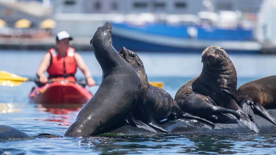 Cape Town: Guided Kayak Tour - The safety briefing and beach launch