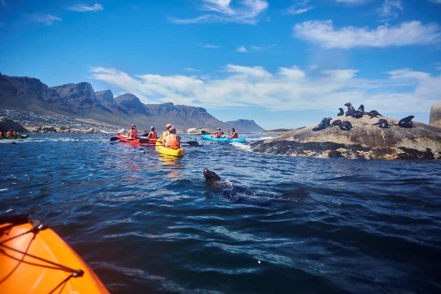 Cape Town: Guided Kayak Tour of Clifton Beaches & The Coast - Practical tips for a smoother outing