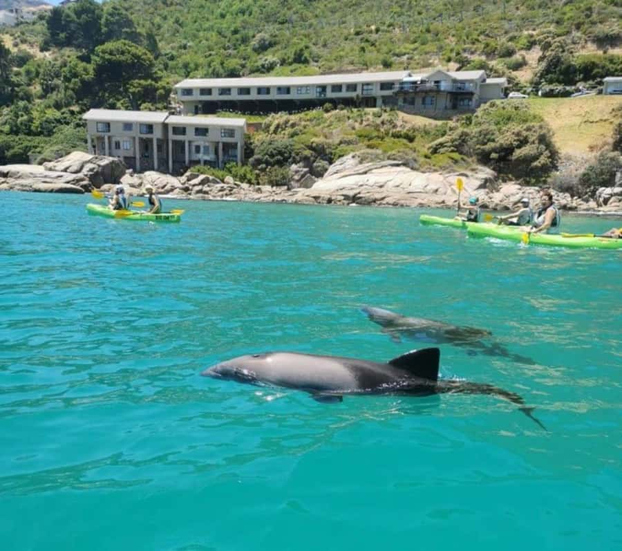 Cape Town: Guided Kayaking in Hout Bay - Key points before you book