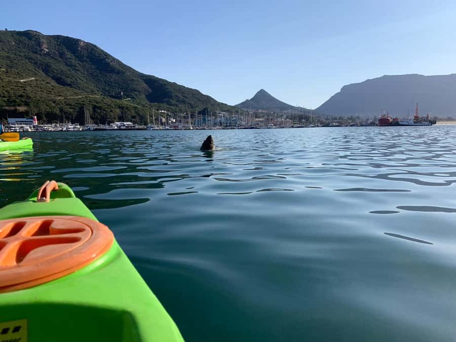 Cape Town: Guided Kayaking in Hout Bay - Who will enjoy this Hout Bay outing most?