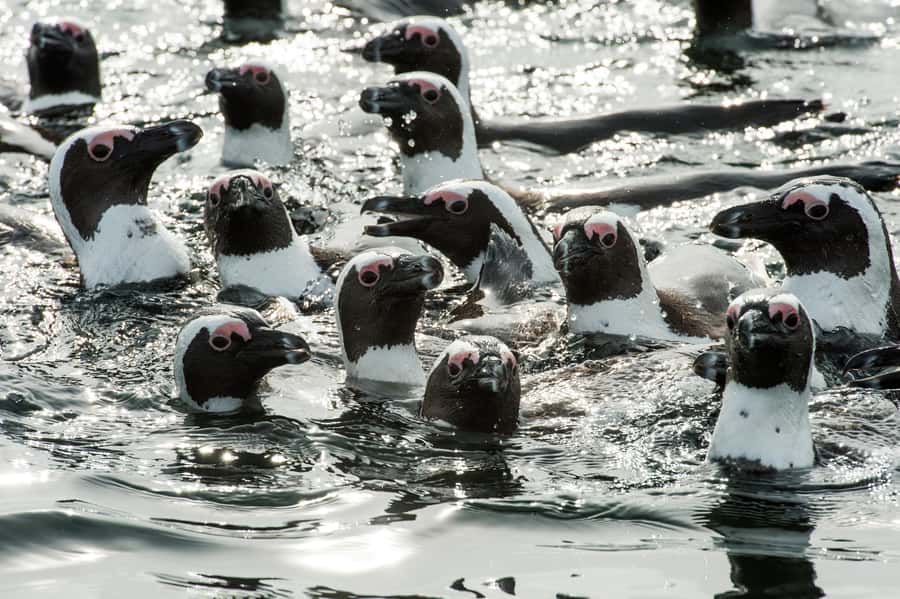 Cape Town: Guided Marine Wildlife Cruise and Cape Point Tour - Why this Cape Town combination works