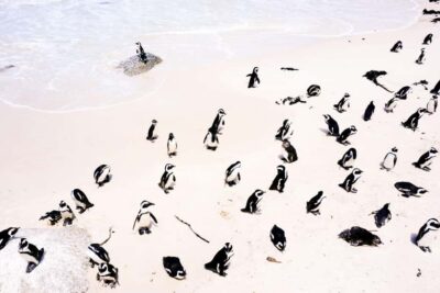 Guided Marine Wildlife Cruise and Cape Point Tour