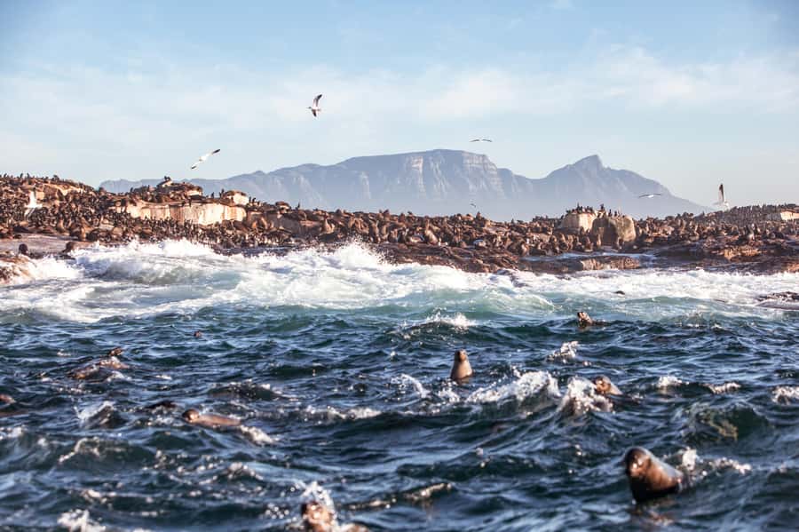 Cape Town: Guided Township Tour with Hotel Pickup - Key points to know before booking
