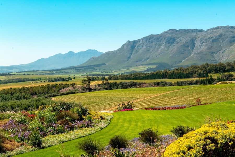 Cape Town: Guided Winelands Tour & Tasting in Stellenbosch - Why this half-day outing works