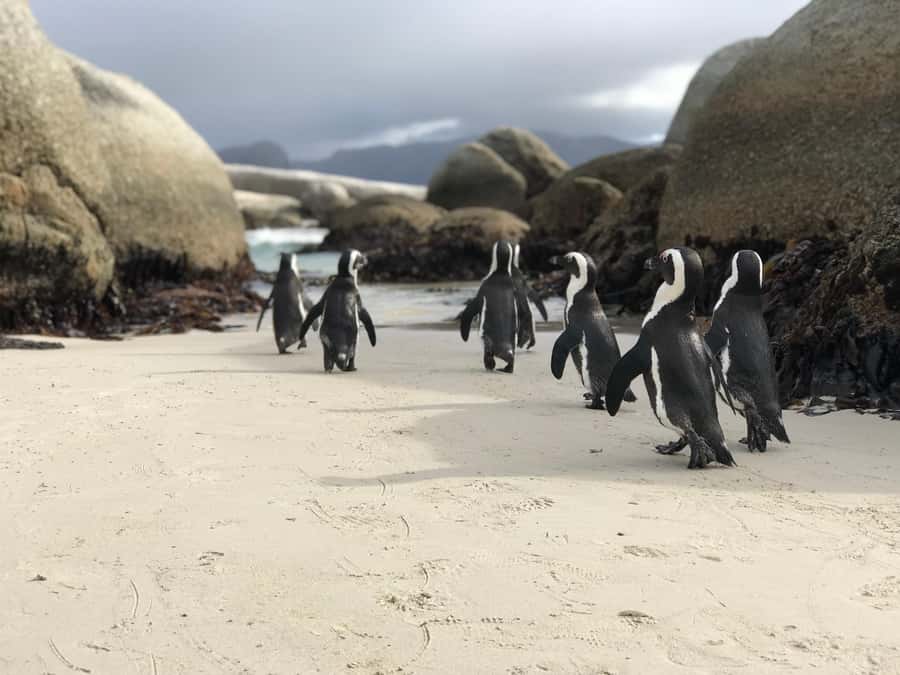 Cape Town: Half-Day Boulders Beach & Penguin Encounter Tour - Key points at a glance
