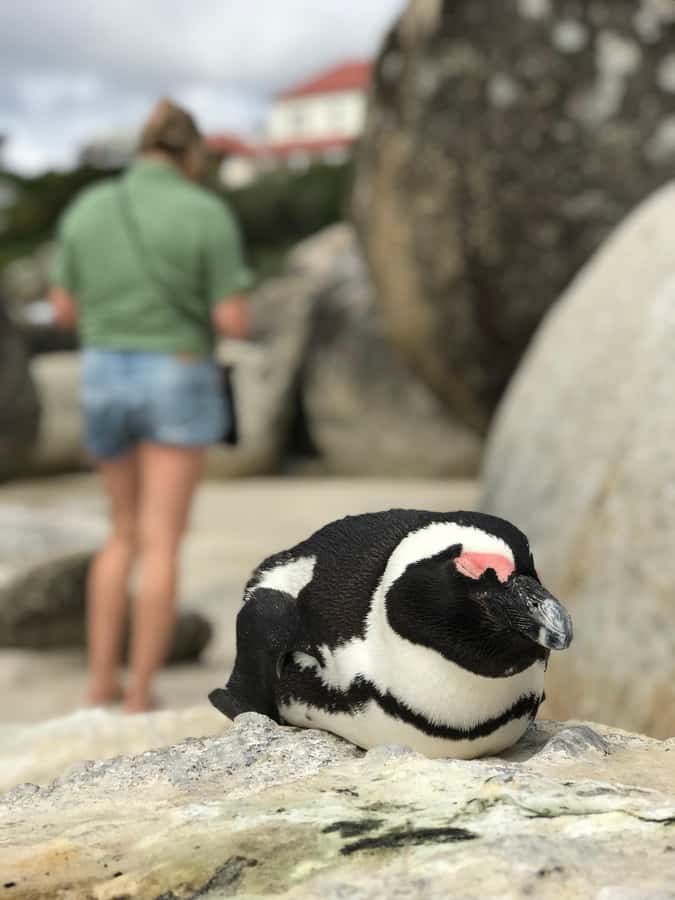 Cape Town: Half-Day Boulders Beach & Penguin Encounter Tour - Timing, pickup, and what to bring