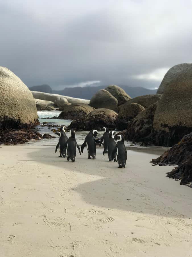 Cape Town: Half-Day Boulders Beach & Penguin Encounter Tour - Swimming, sand, and three slower hours