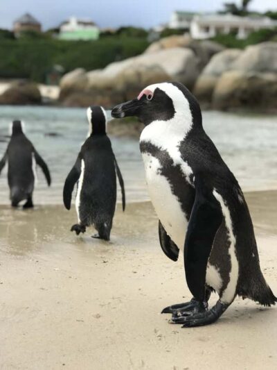 Half-Day Boulders Beach & Penguin Encounter Tour