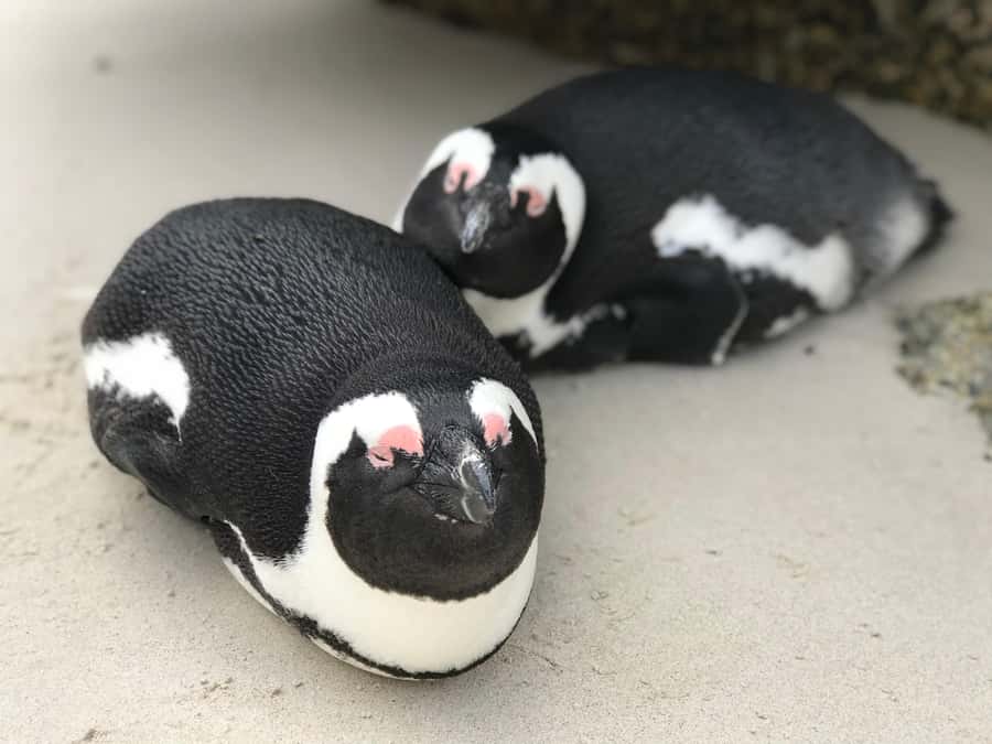 Cape Town: Half-Day Boulders Beach & Penguin Encounter Tour - Rameez and the value of a flexible guide