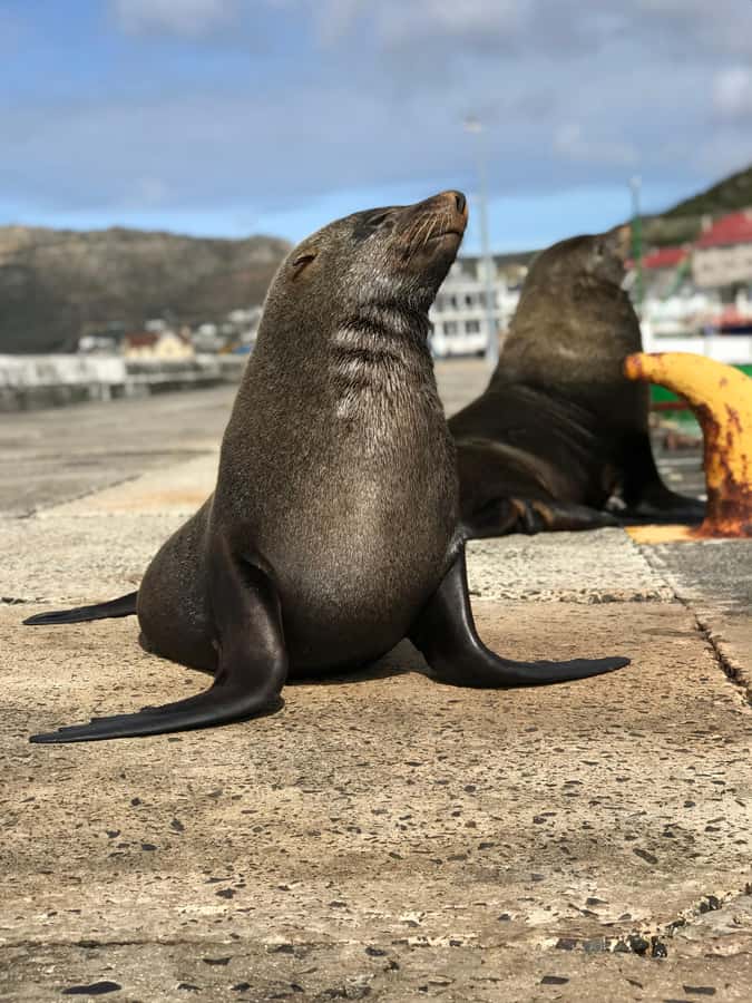 Cape Town: Half-Day Boulders Beach & Penguin Encounter Tour - Is $48 a fair price?