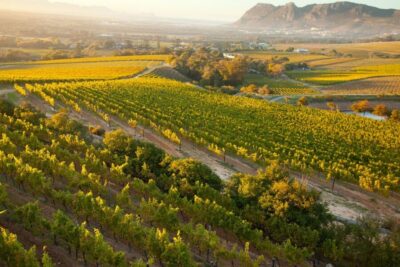 Half-day Private Wine Tour
