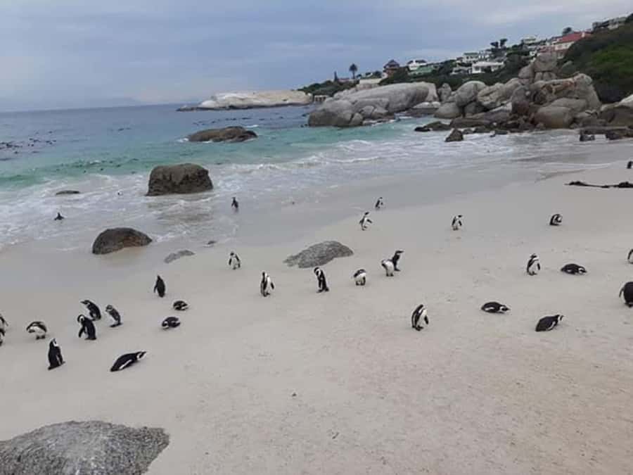 Cape Town: Halfday African Penguin tour - Key points at a glance