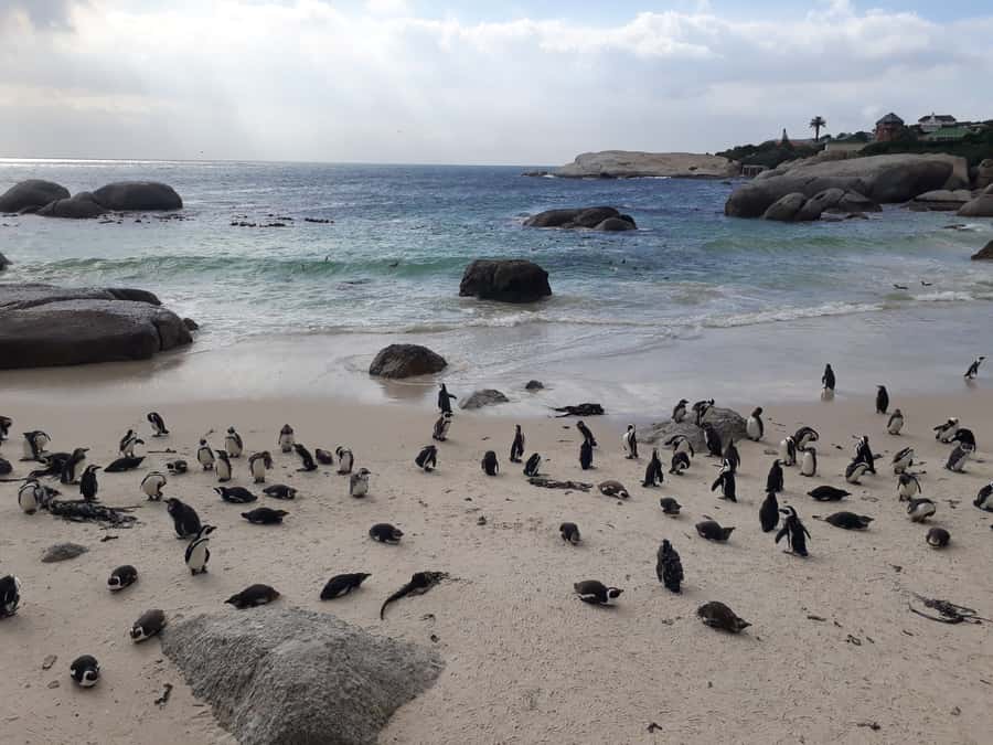 Cape Town: Halfday African Penguin tour - Clifton and Camps Bay from the road