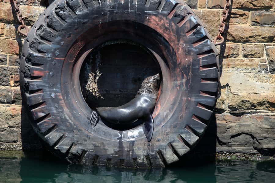 Cape Town: Harbor Cruise - Key points to know before you book