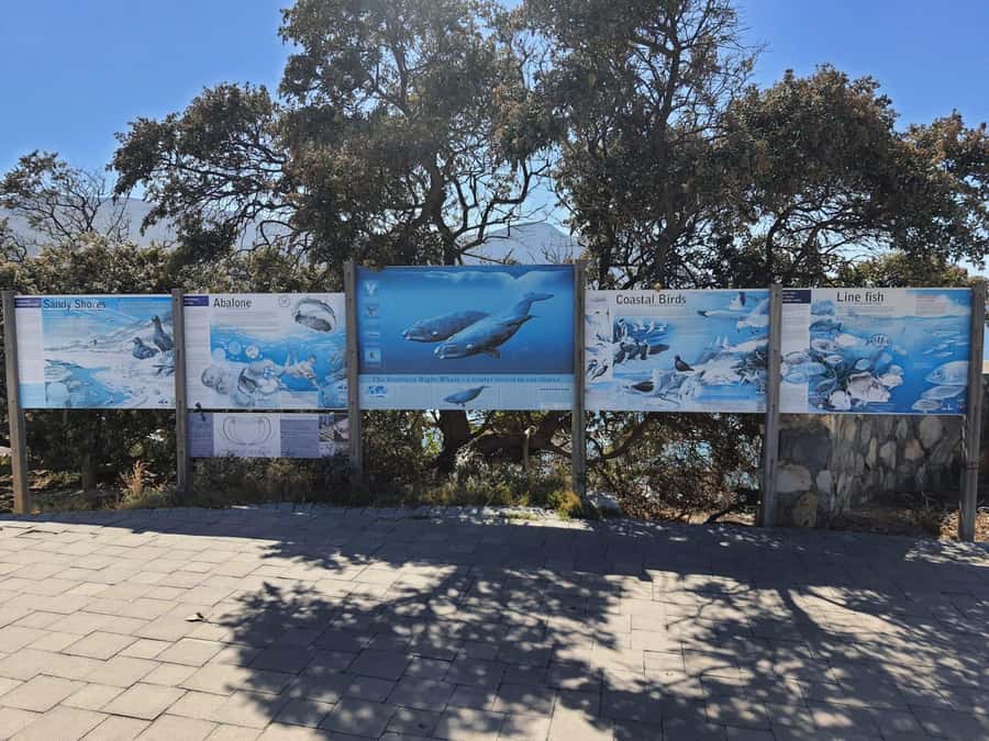 Cape Town: Hermanus Whale Watching Shared Boat & Penguins - Key points to know before booking