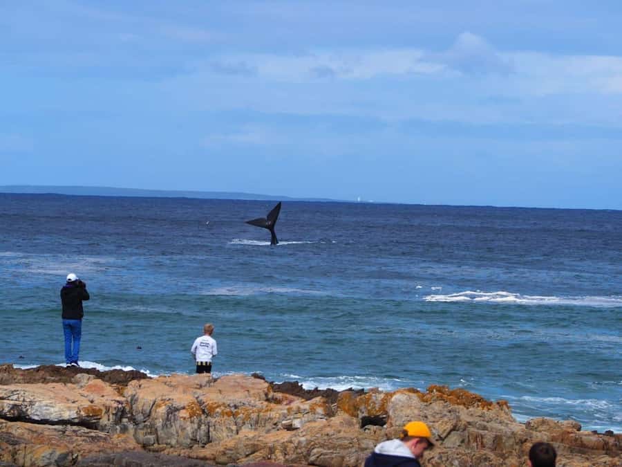 Cape Town: Hermanus Whale Watching Shared Boat & Penguins - Why this Cape Town day trip works