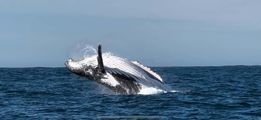 Cape Town: Hermanus Whale Watching Shared Boat & Penguins - Weather, comfort, and what to pack