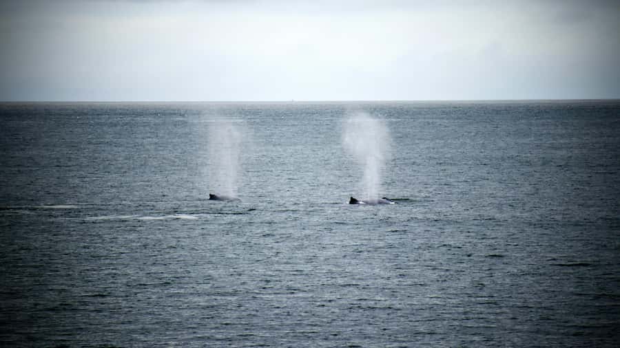 Cape Town: Hermanus Whale Watching Tour - Key points to know before booking
