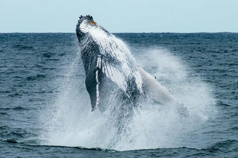 Cape Town: Hermanus Whale Watching Tour - Why this Cape Town day trip works