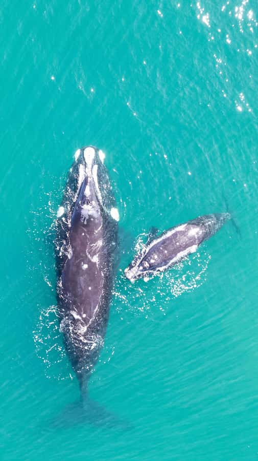 Cape Town: Hermanus Whale Watching Tour - The Hermanus boat trip and the search for whales