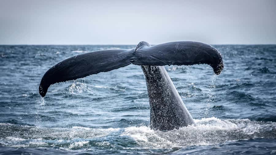 Cape Town: Hermanus Whale Watching Tour - The drive from Cape Town to Hermanus