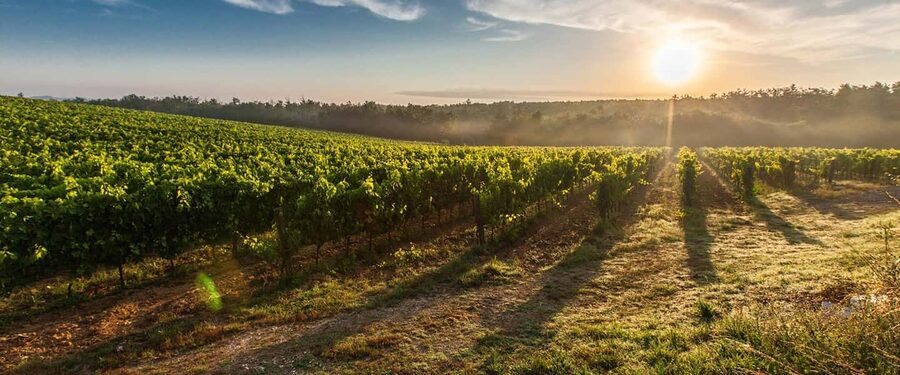Cape Town: Hop On, Hop Off: Franschhoek Wine Tram Tour! - How the Franschhoek Wine Tram works