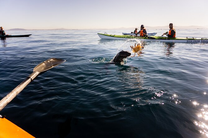 Cape Town Kayak Adventure in Table Mountain Marine Reserve - Guides, instruction, and group size
