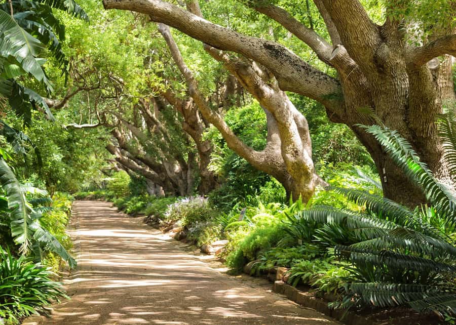 Cape Town: Kirstenbosch Botanical Garden Entry Ticket - Key Points Before You Go