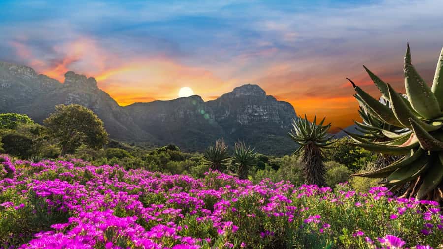 Cape Town: Kirstenbosch Botanical Garden Entry Ticket - Walking the Boomslang Under Table Mountain