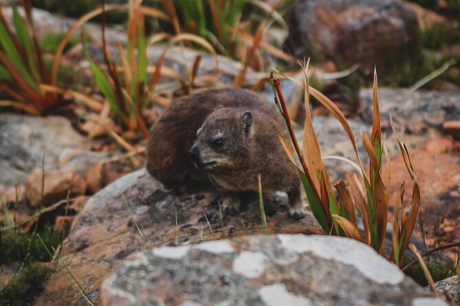 Cape Town: Magical Lion's Head Hike - Safety, pacing, and the guide’s role