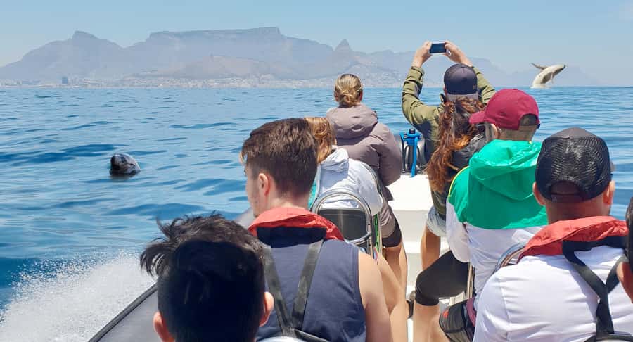Cape Town: Marine Big 5 Ocean Safari from V&A Waterfront - Key points to know before booking