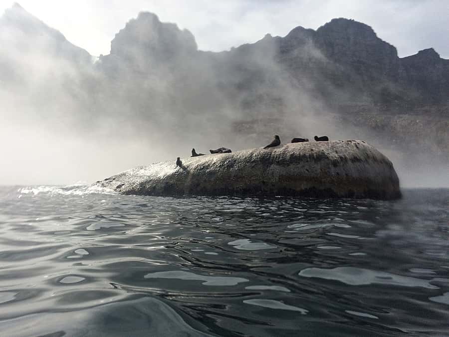 Cape Town: Marine Big 5 Ocean Safari from V&A Waterfront - Leaving the V&A Waterfront by luxury catamaran