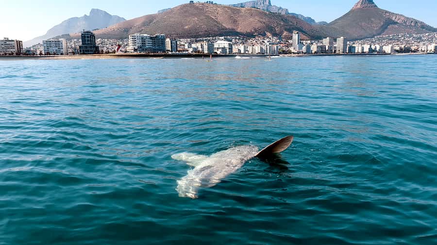 Cape Town: Marine Big 5 Ocean Safari from V&A Waterfront - Searching for the Marine Big 5