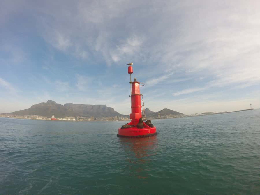 Cape Town: Marine Big 5 Ocean Safari from V&A Waterfront - Is $68 a fair price for 90 minutes?