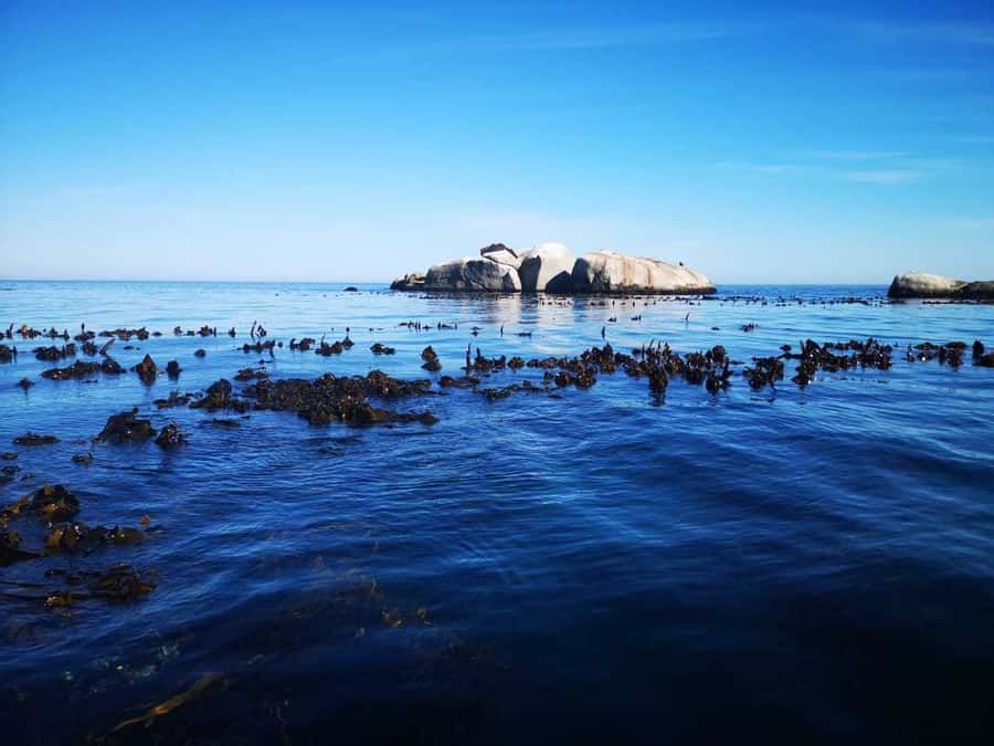 Cape Town: Marine Big 5 Ocean Safari from V&A Waterfront - Should you book the Marine Big 5 Ocean Safari?