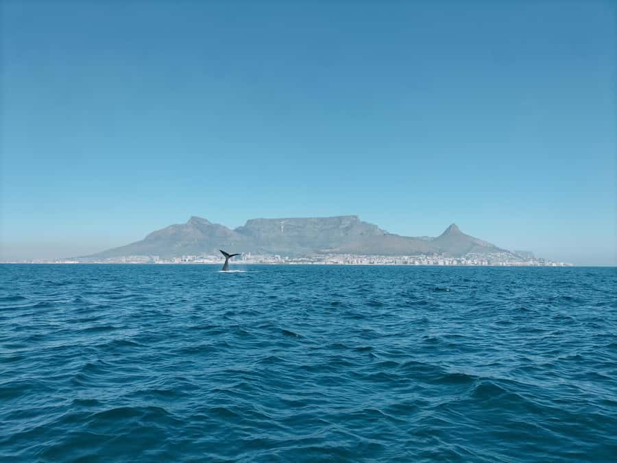 Cape Town: Marine Biologist Led Safari Tour - V&A Waterfront - Table Mountain from the Atlantic side