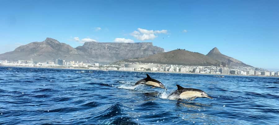 Cape Town: Marine Biologist Led Safari Tour - V&A Waterfront - Searching Table Bay for wildlife