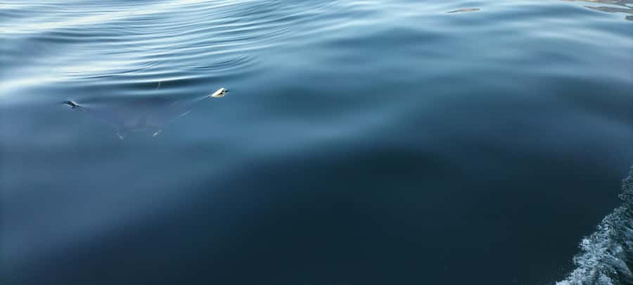 Cape Town: Marine Biologist Led Safari Tour - V&A Waterfront - A lesson in conservation, not just a boat ride