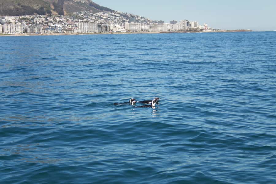 Cape Town: Marine Biologist Led Safari Tour - V&A Waterfront - Who should book this Cape Town marine safari?